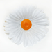 искусственные цветы головка ромашки диаметр 10 цвета белый 6