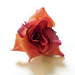 искусственные цветы головка роз диаметр 5 цвета розовый 5