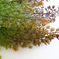 искусственные цветы папоротник c крупными листьями цвета зеленый с бордовым 31